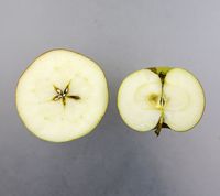 Wagener Apple